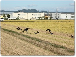 田んぼのカラス