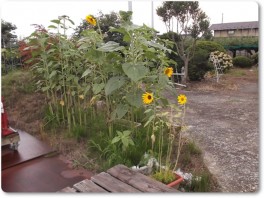 手前が鉢植えのヒマワリ