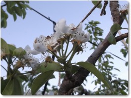 ル・レクチエの花