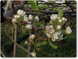 ル・レクチエの花、咲き始め。